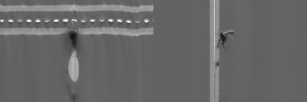 Paraffinfleck und Einschlüsse